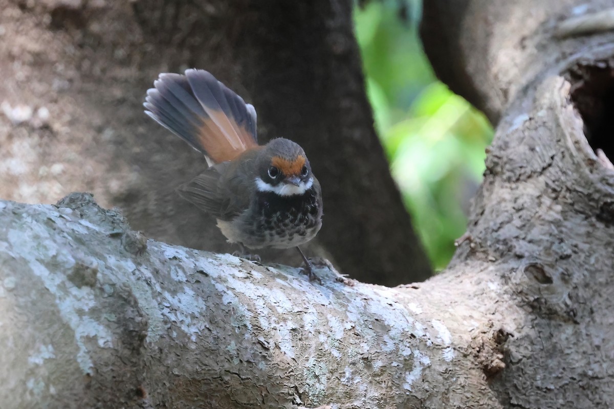Australian Rufous Fantail - ML642613191