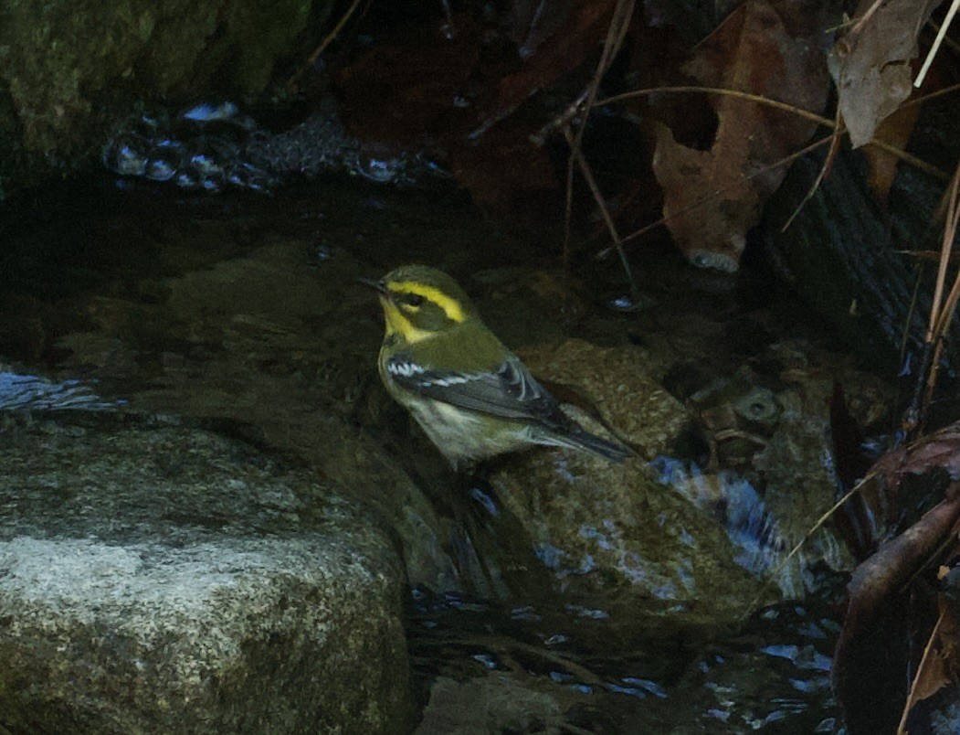 Townsend's Warbler - ML642613193