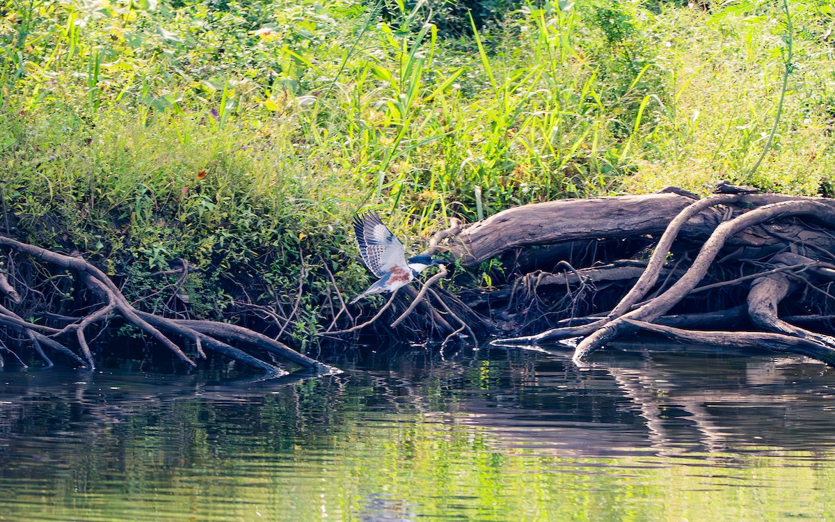 Belted Kingfisher - ML642613218