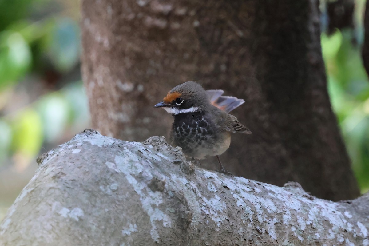 Australian Rufous Fantail - ML642613222