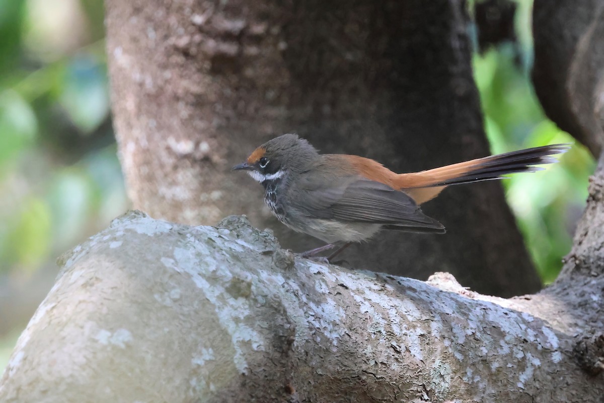 Australian Rufous Fantail - ML642613223
