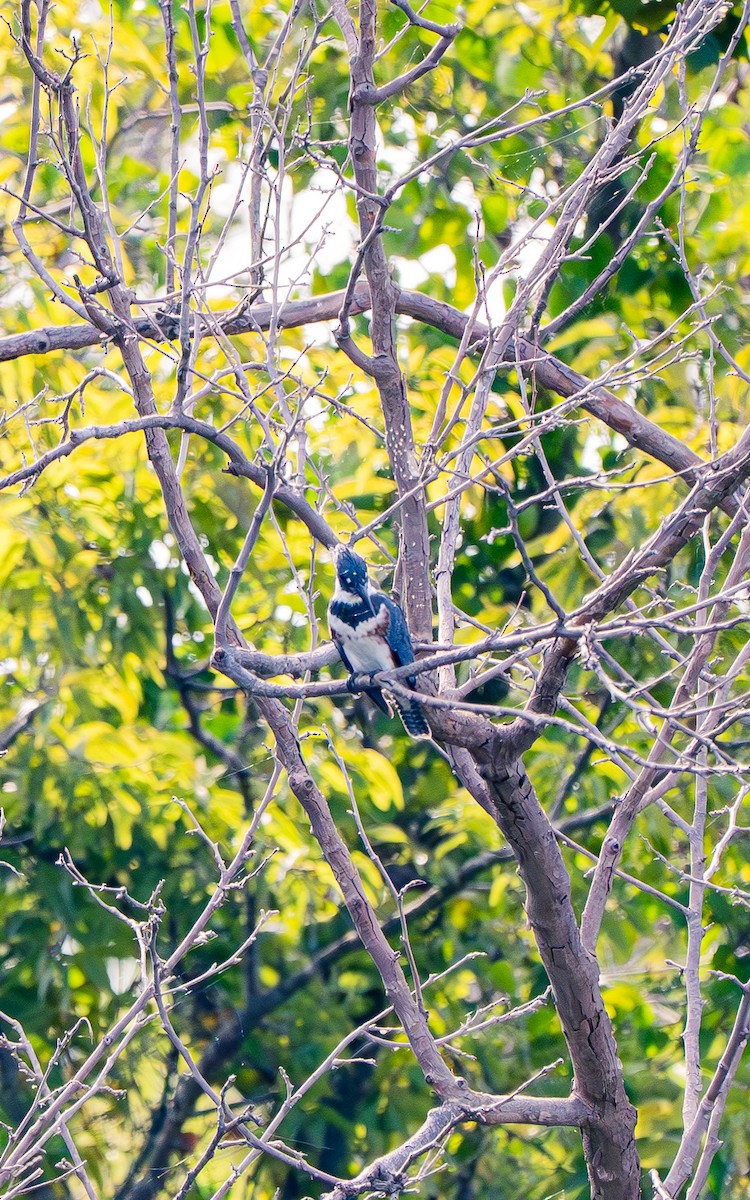 Belted Kingfisher - ML642613227