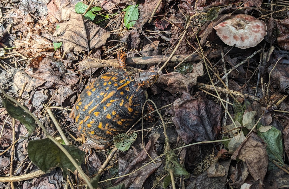 Common Box Turtle - ML642613235