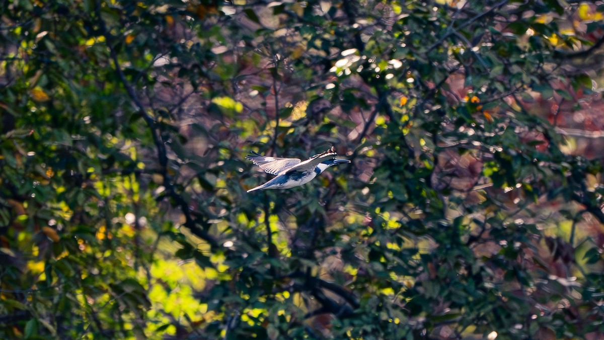 Belted Kingfisher - ML642613247