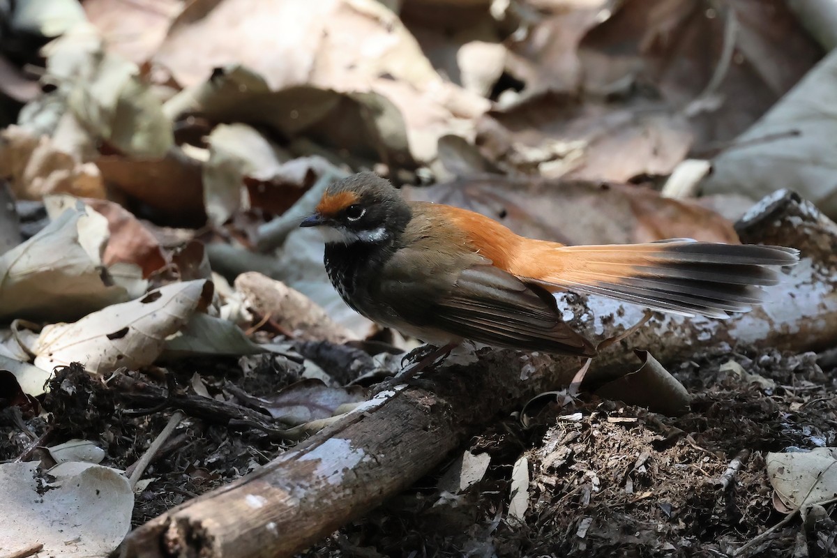 Australian Rufous Fantail - ML642613248