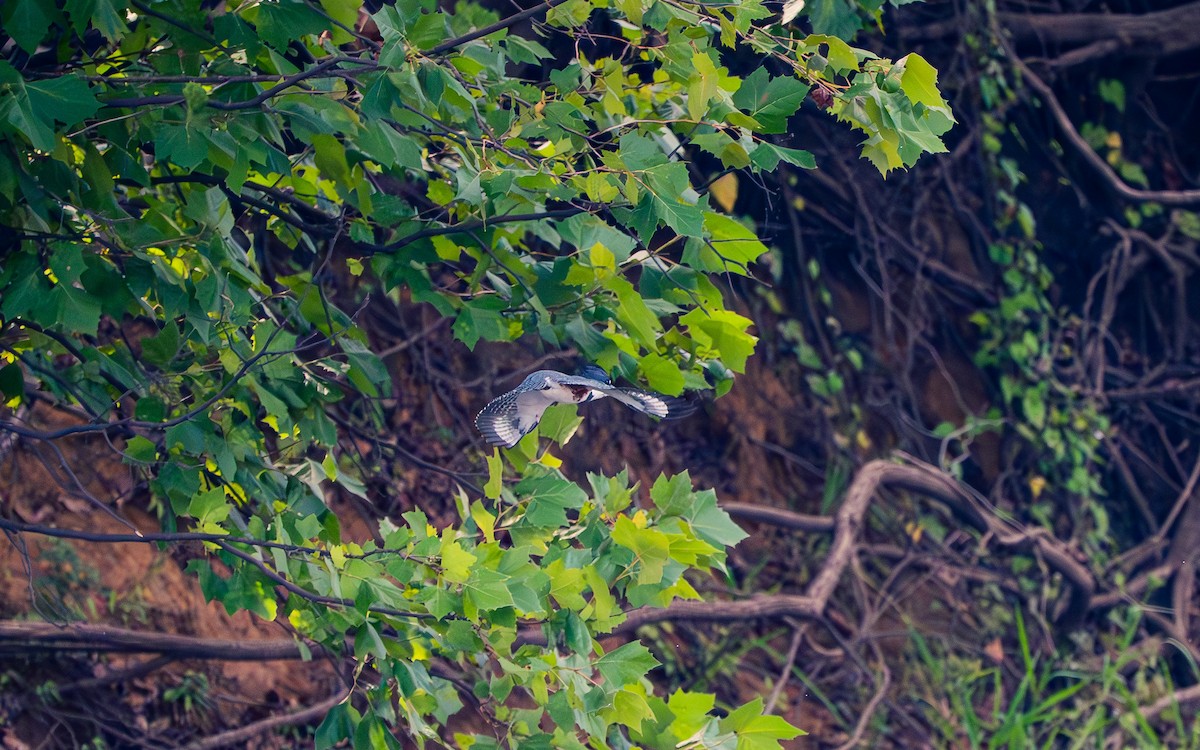 Belted Kingfisher - ML642613254