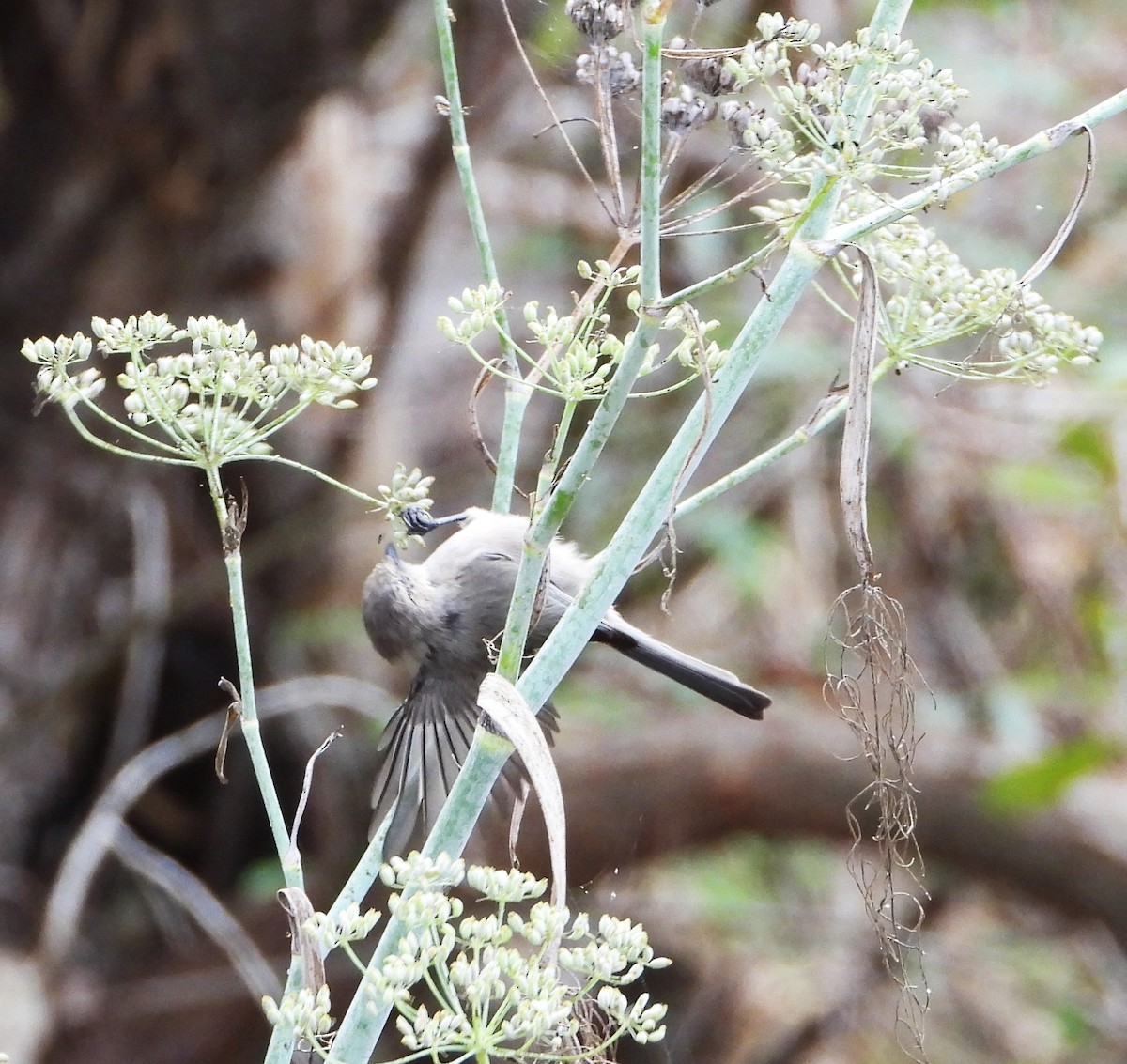Bushtit - ML642613258