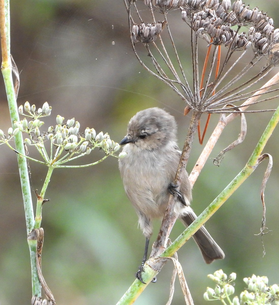 Bushtit - ML642613259