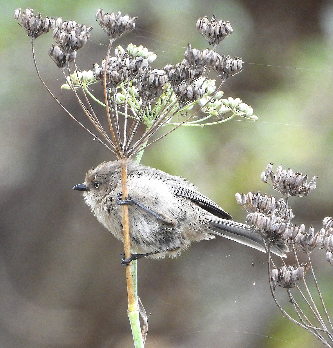 Bushtit - ML642613260