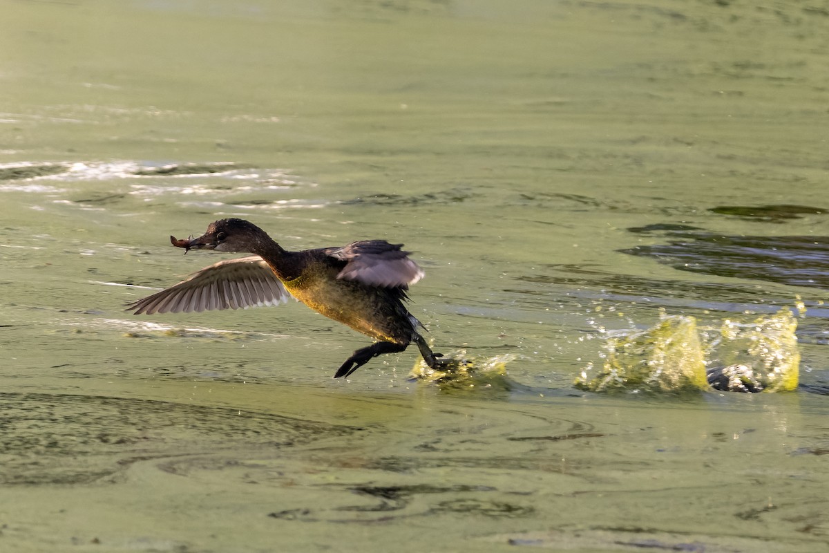Pied-billed Grebe - ML642613263