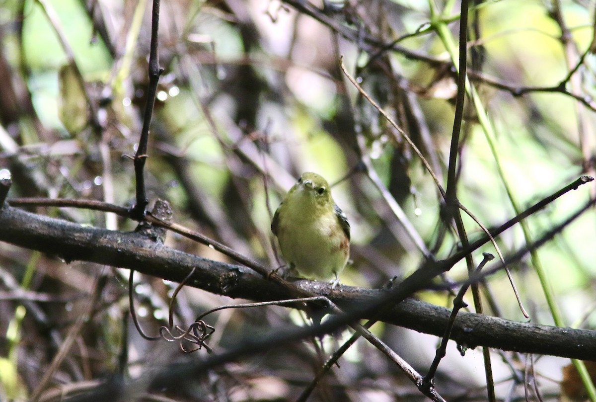 Bay-breasted Warbler - ML642613265