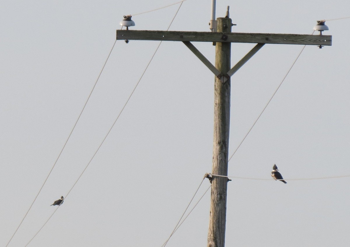 Belted Kingfisher - ML642613272
