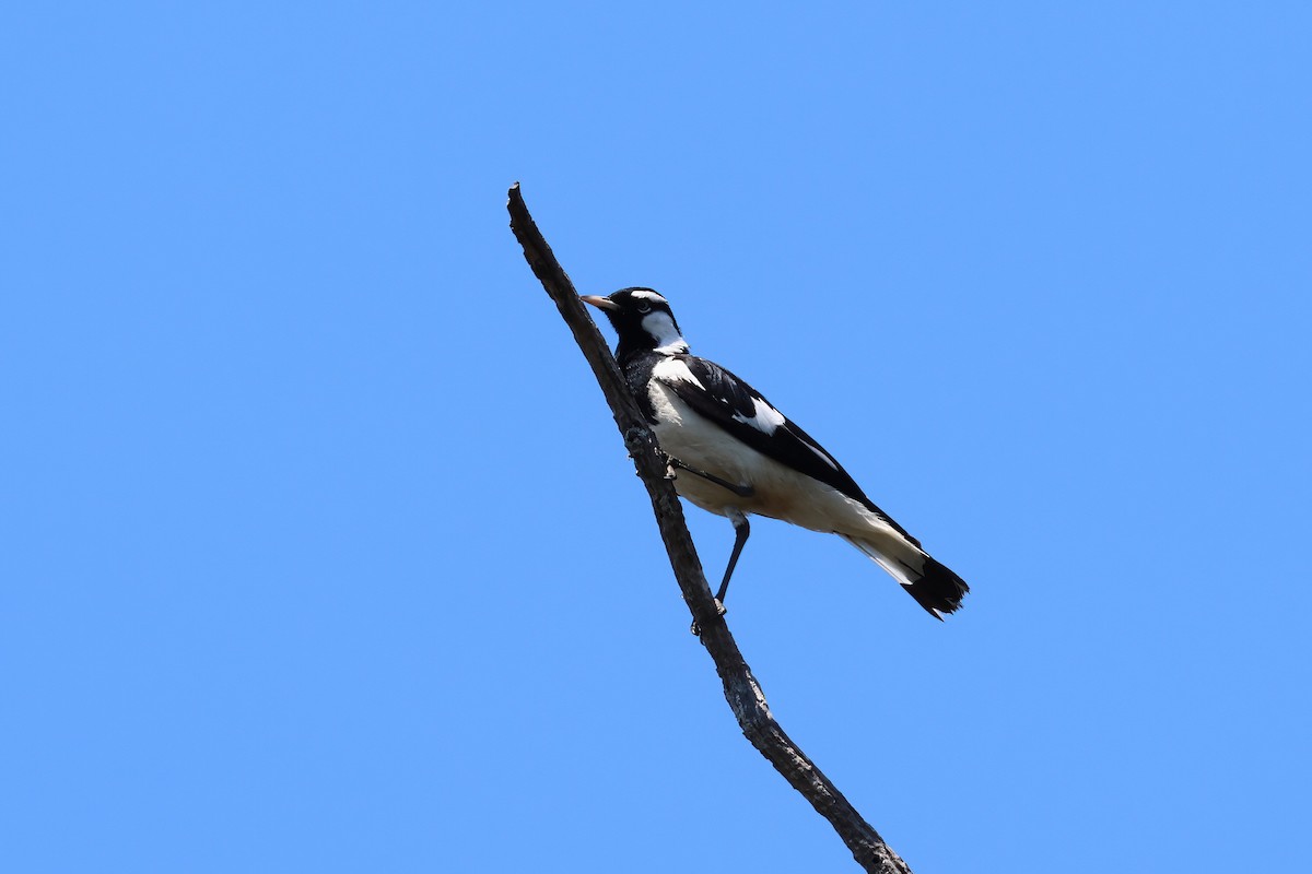 Magpie-lark - ML642613282