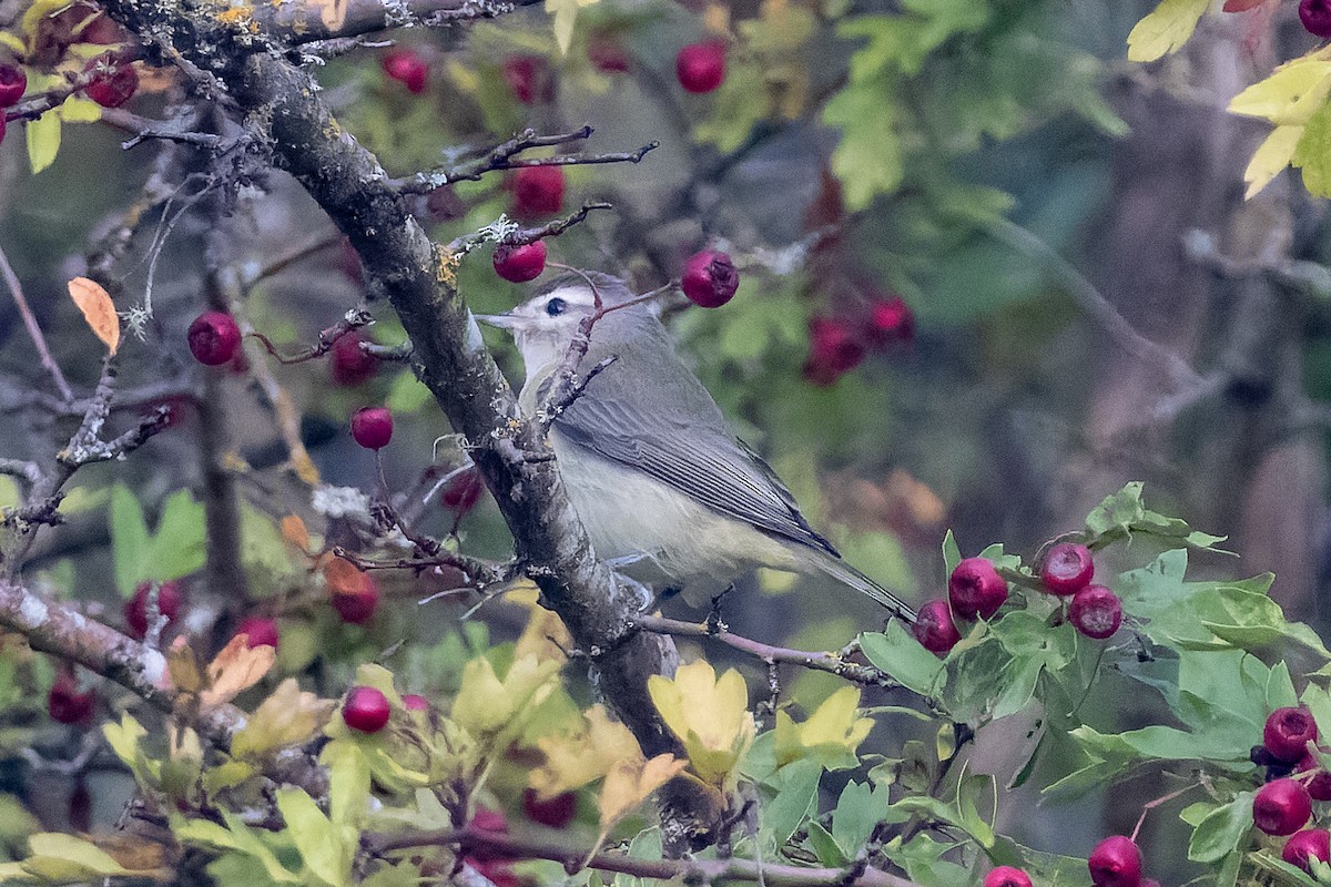 Warbling Vireo - ML642613311