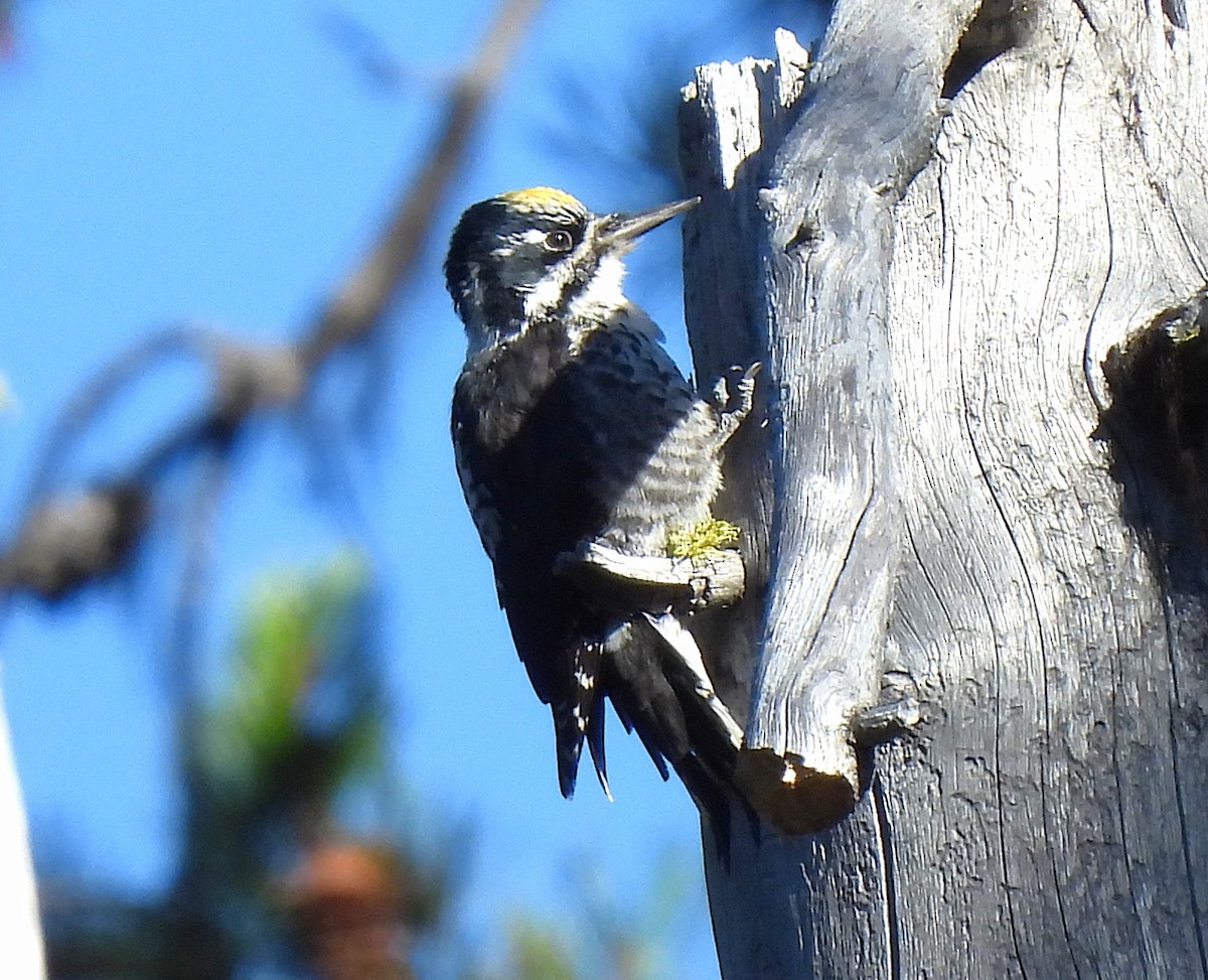 American Three-toed Woodpecker - ML642613336