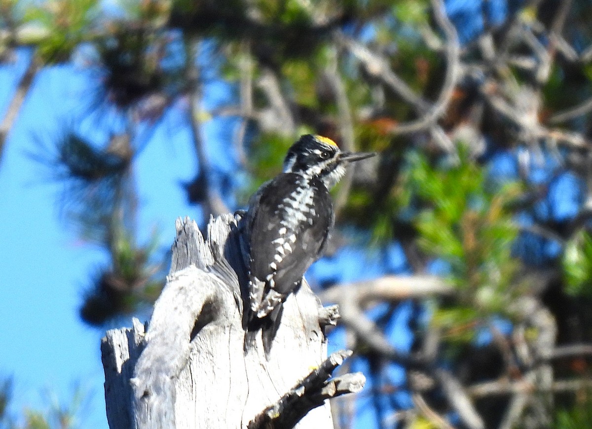 American Three-toed Woodpecker - ML642613337