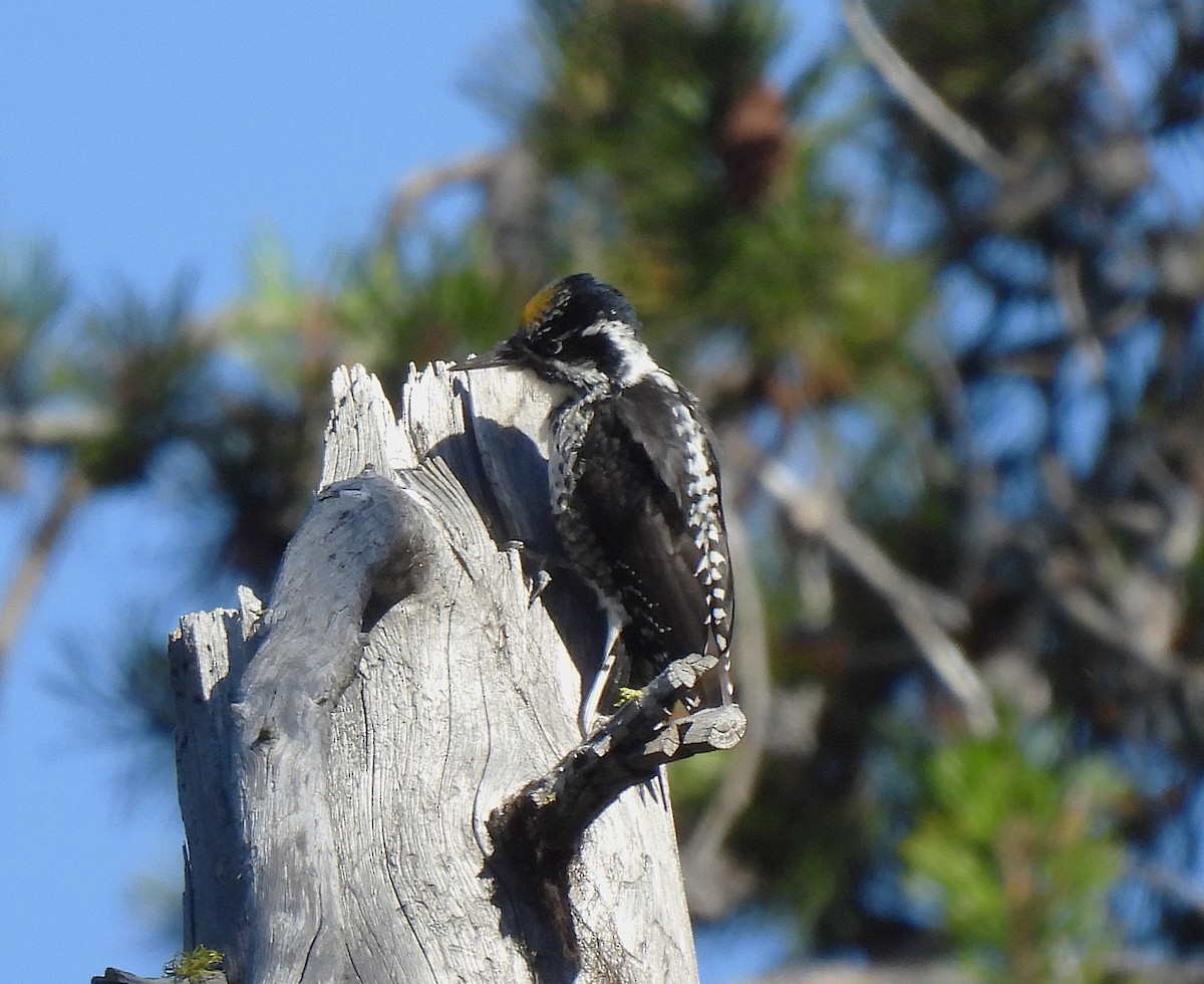 American Three-toed Woodpecker - ML642613338