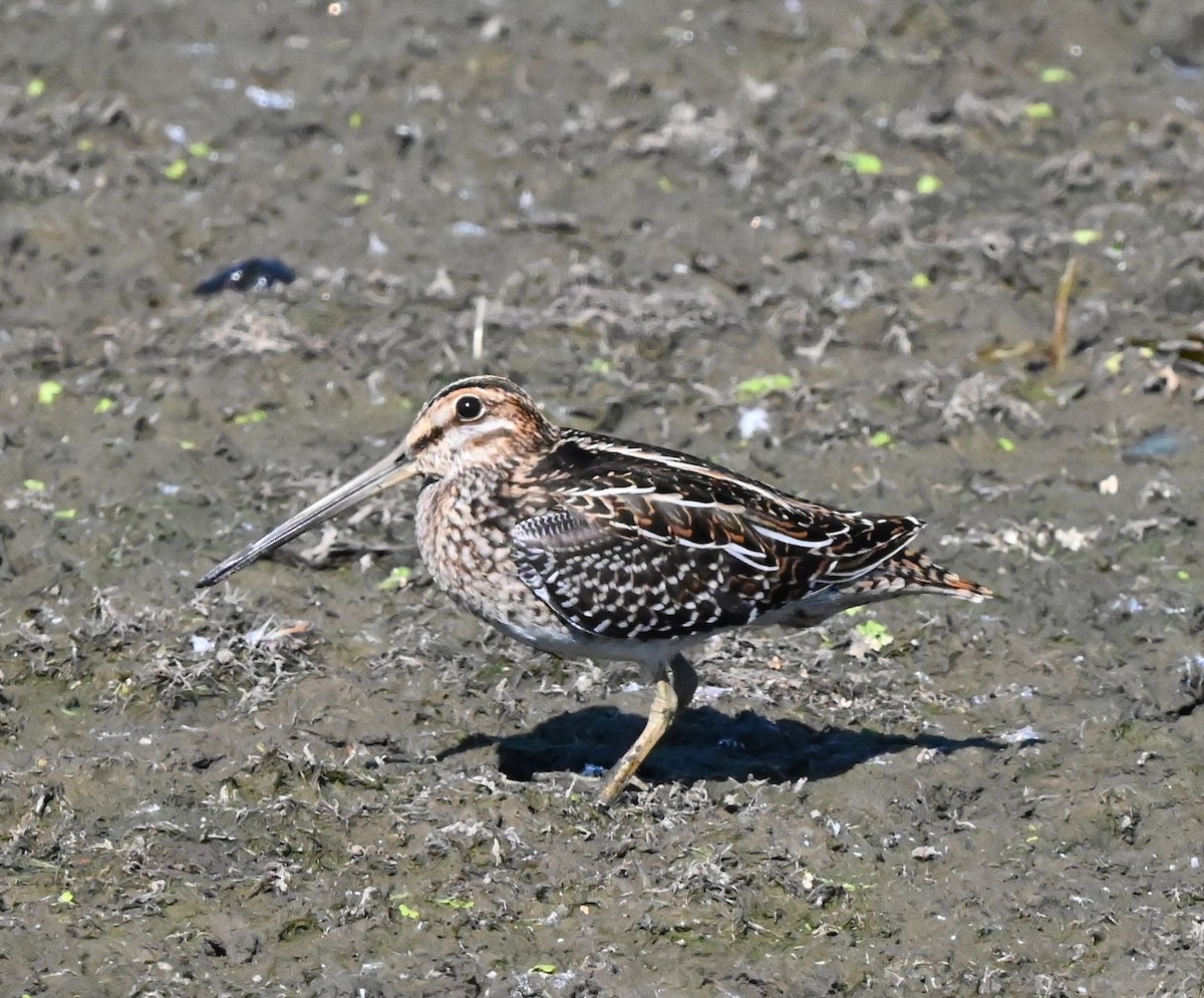 Wilson's Snipe - ML642613347