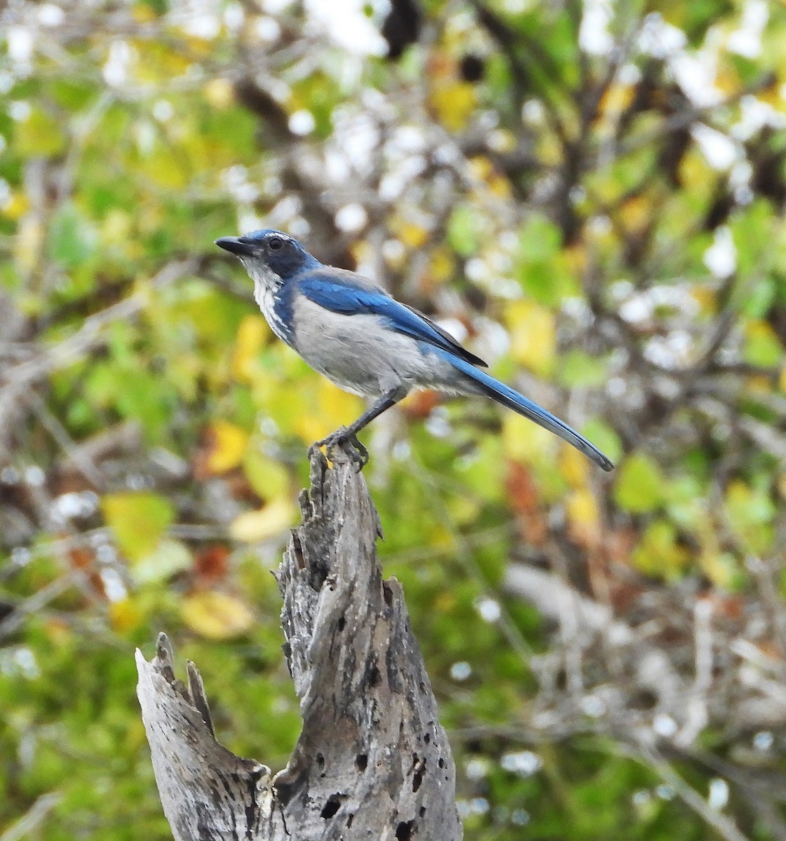 California Scrub-Jay - ML642613363
