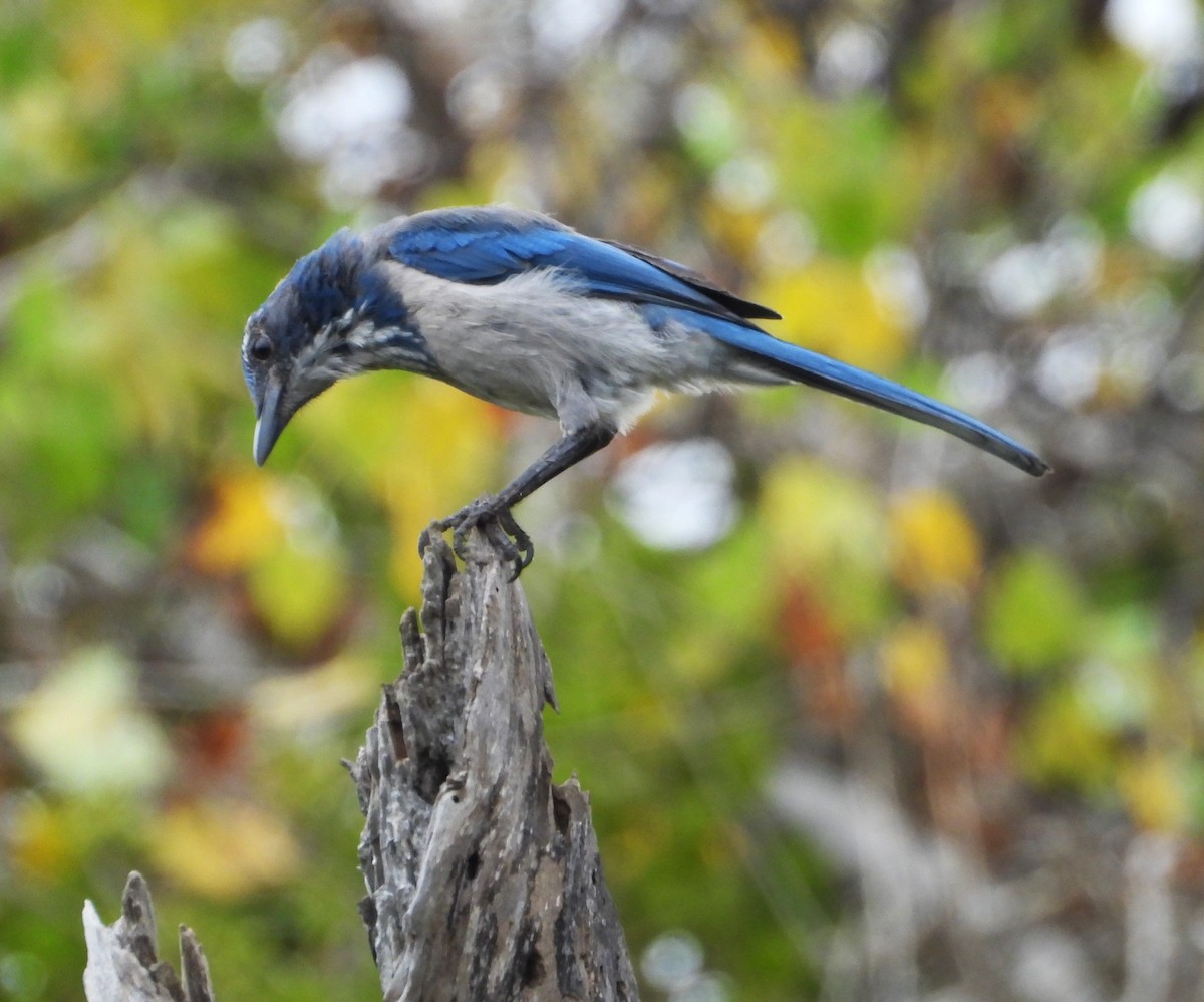California Scrub-Jay - ML642613364