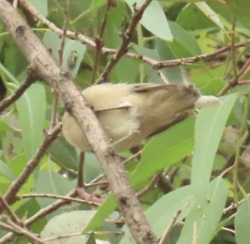 Lucy's Warbler - ML642613365