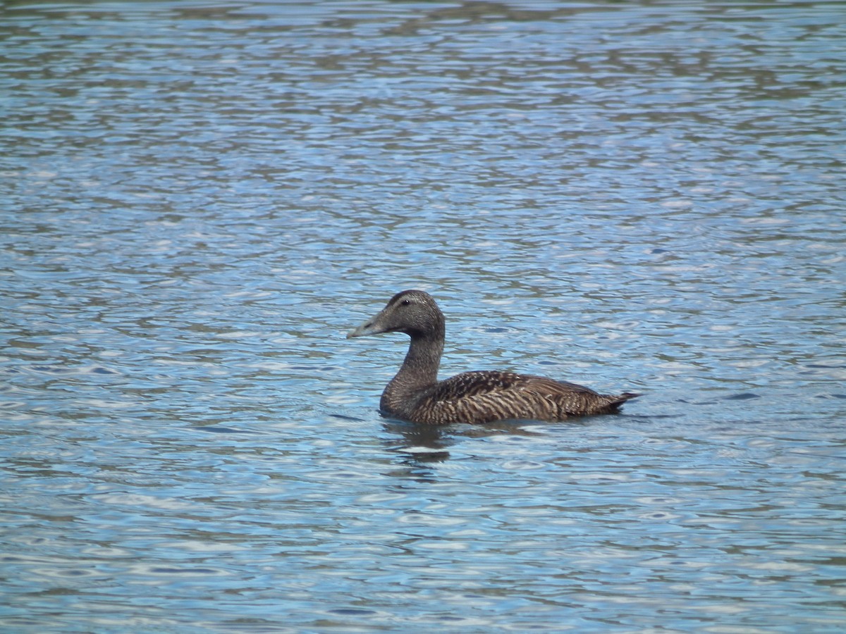 Common Eider - ML642613379