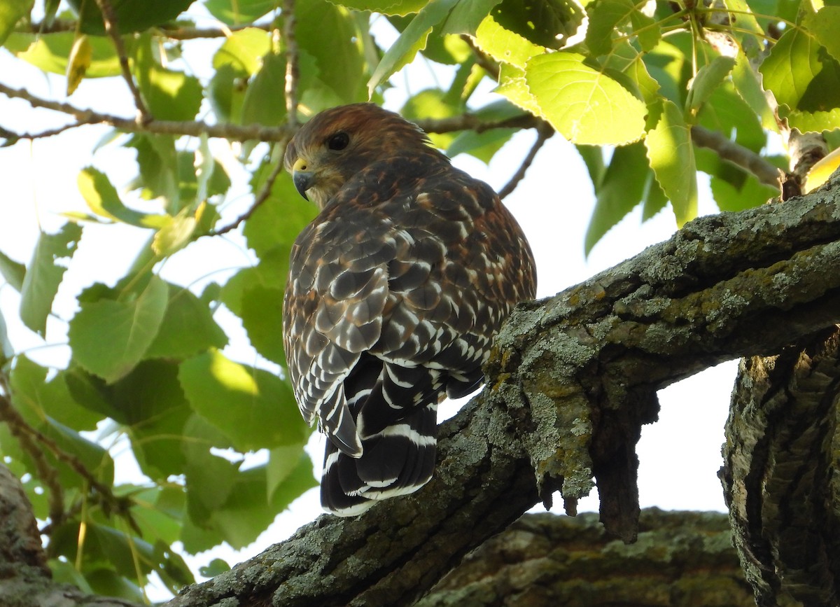 Red-shouldered Hawk - ML642613383