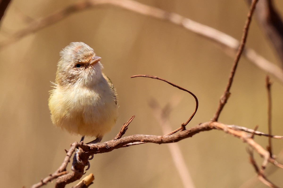Weebill - ML642613385