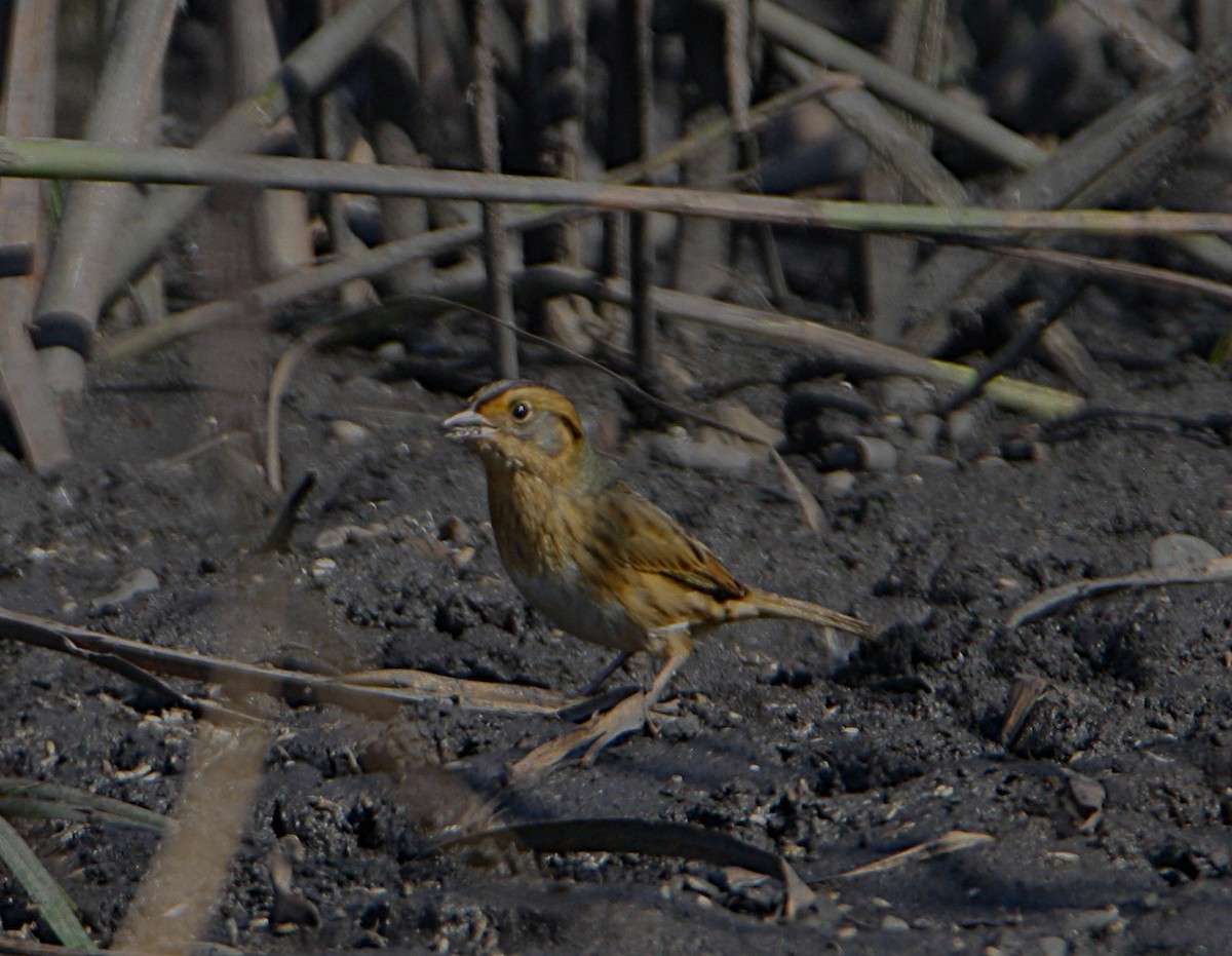 Nelson's Sparrow - ML642613397