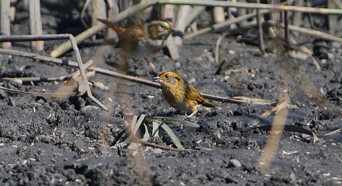 Nelson's Sparrow - ML642613404
