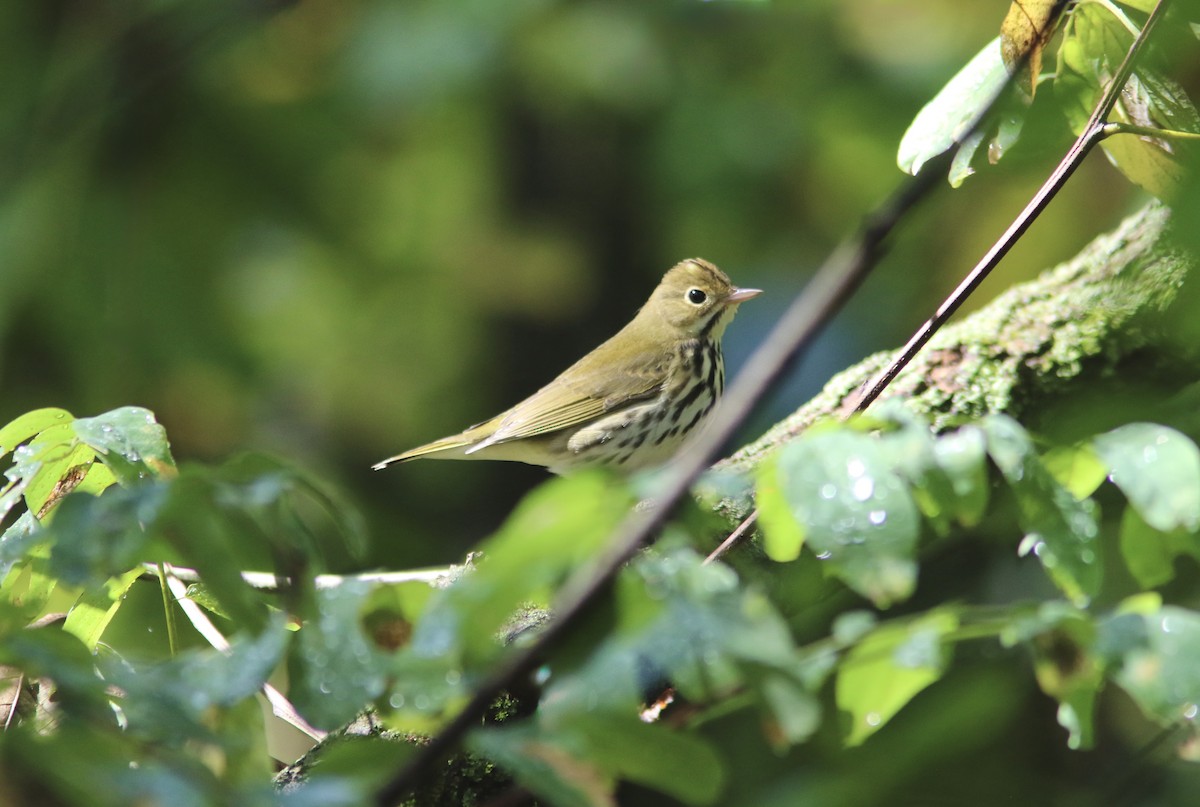Ovenbird - ML642613423