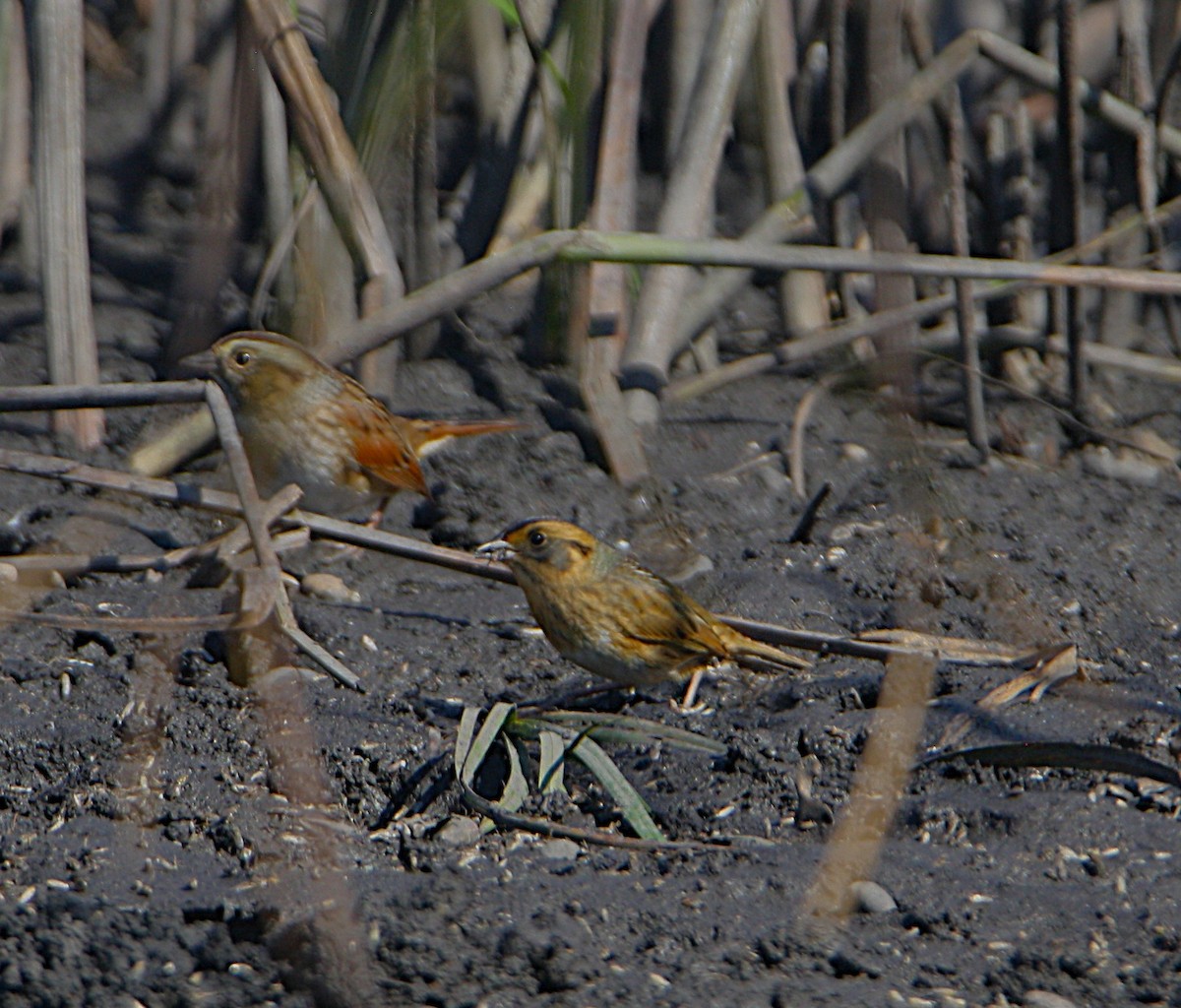 Nelson's Sparrow - ML642613424
