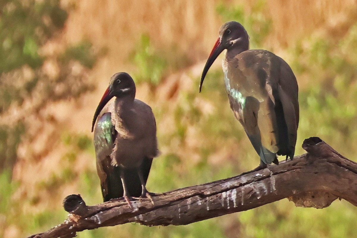 Hadada Ibis - ML642613425