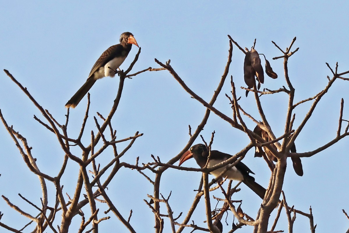 Crowned Hornbill - ML642613431