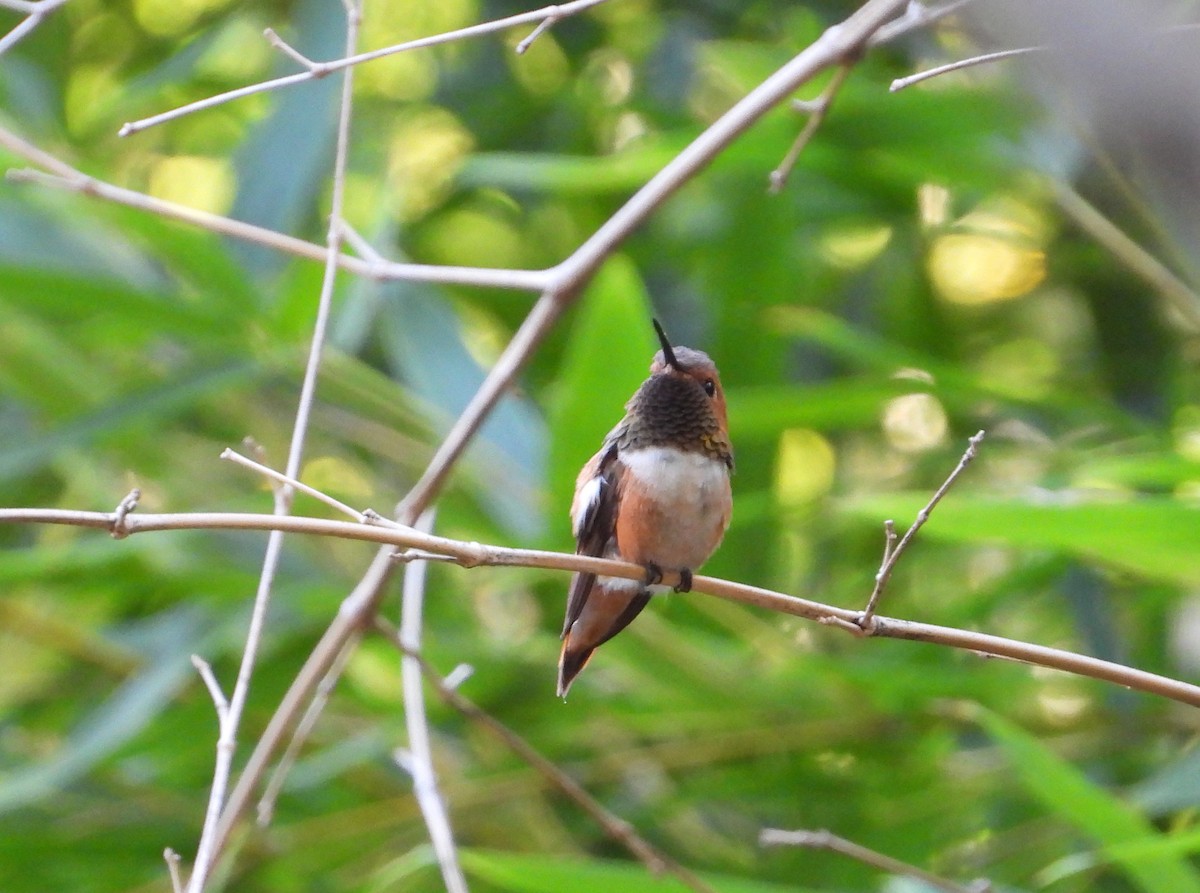 Rufous Hummingbird - ML642613441