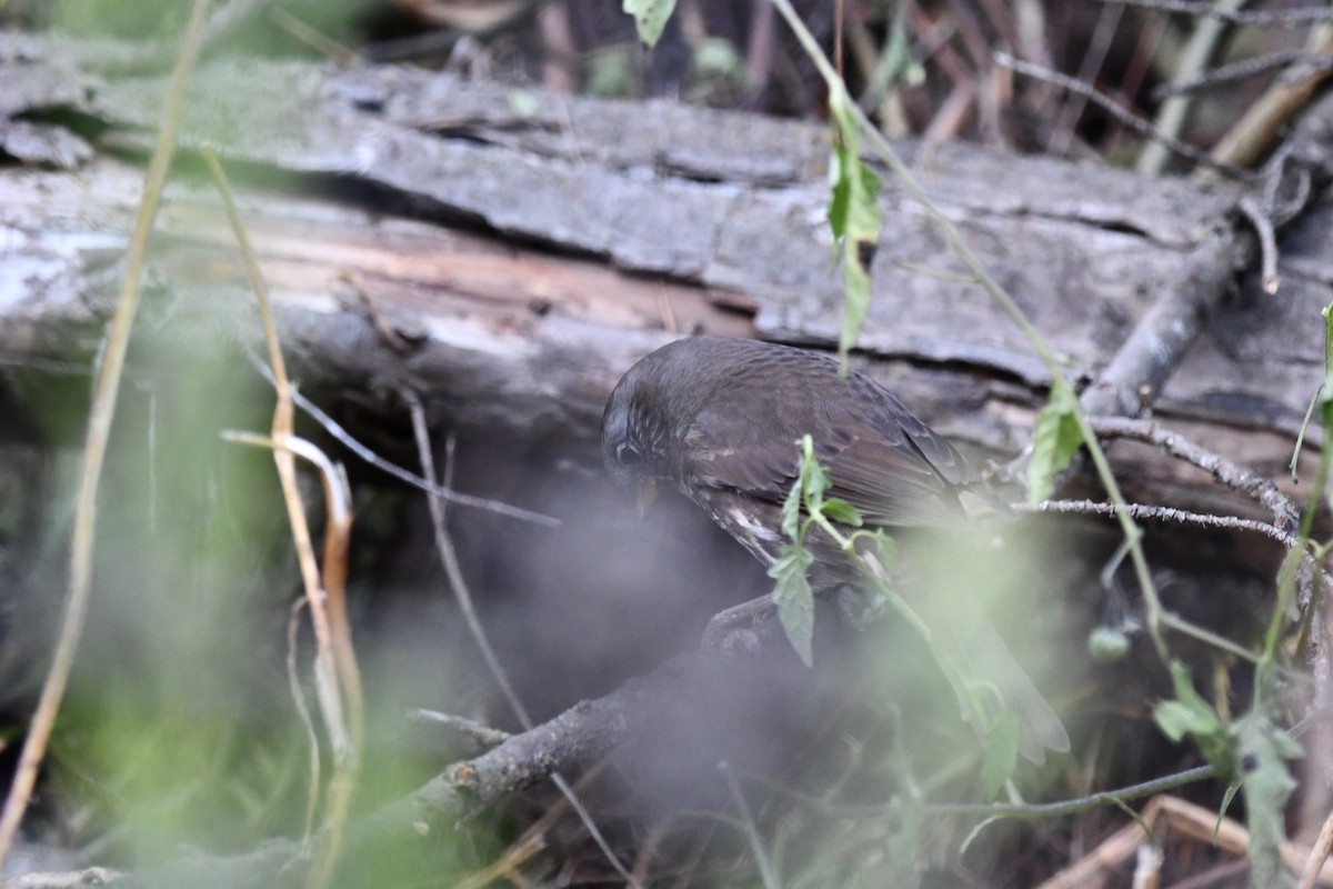 Fox Sparrow (Sooty) - ML642613466
