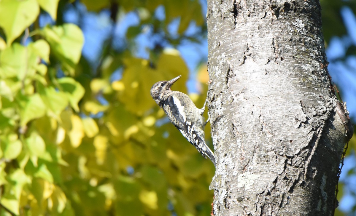 Yellow-bellied Sapsucker - ML642613490