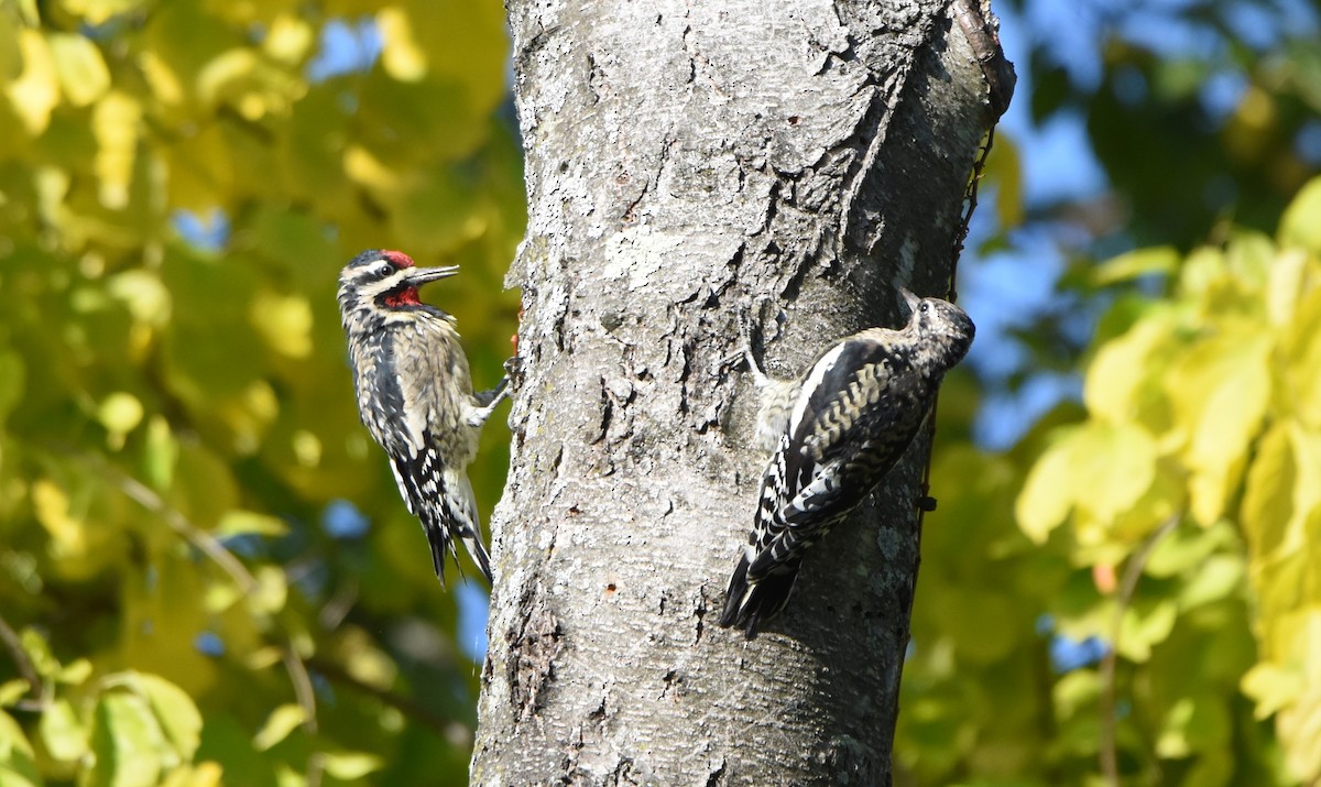 Yellow-bellied Sapsucker - ML642613491