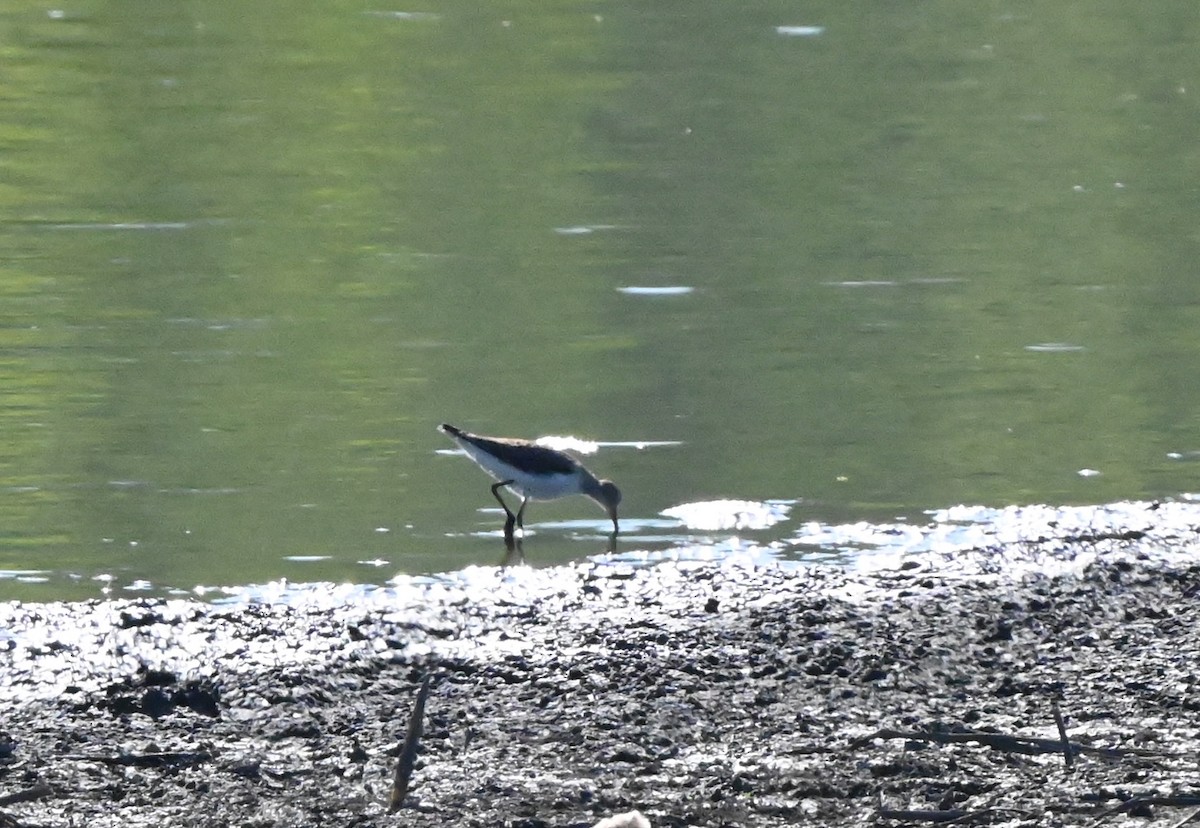 Solitary Sandpiper - ML642613495