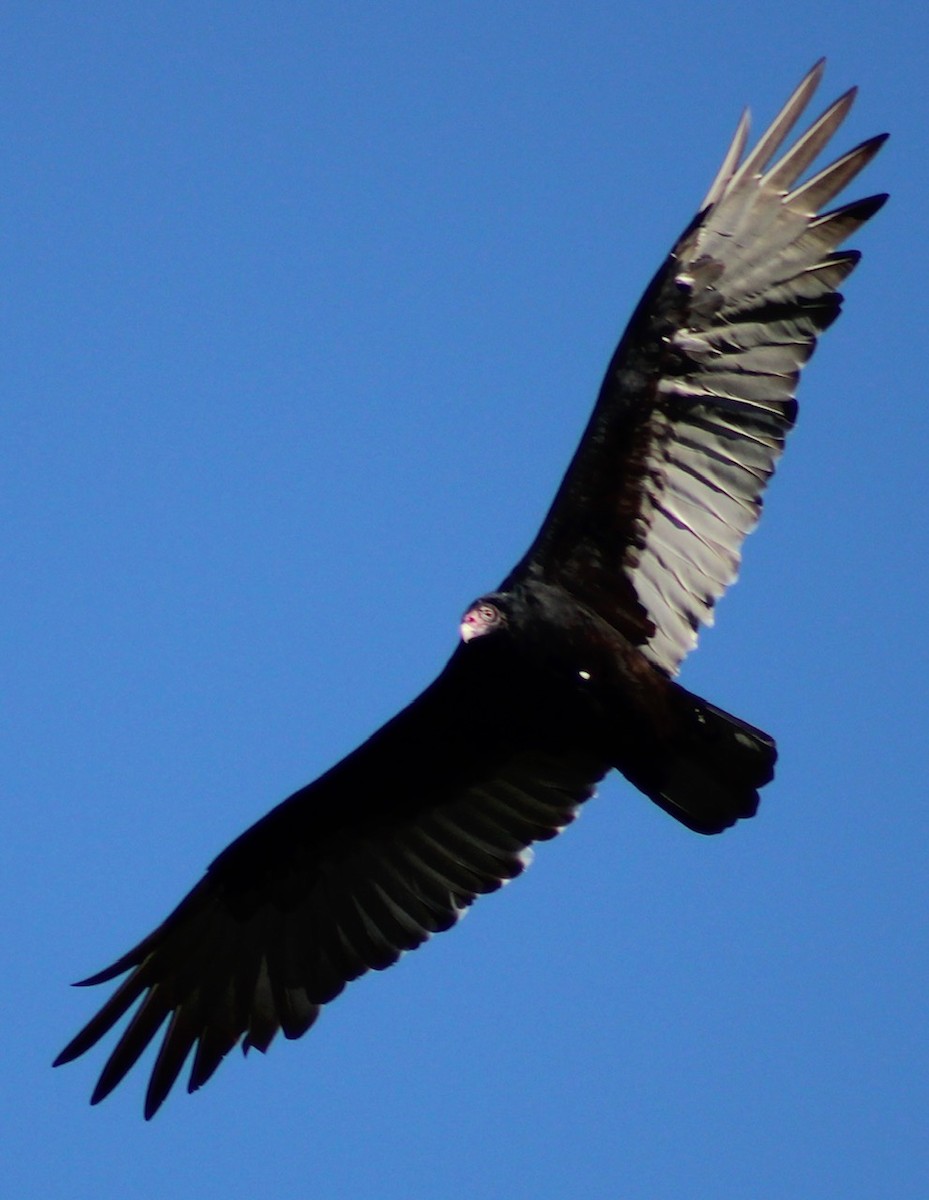 Turkey Vulture - ML642613501