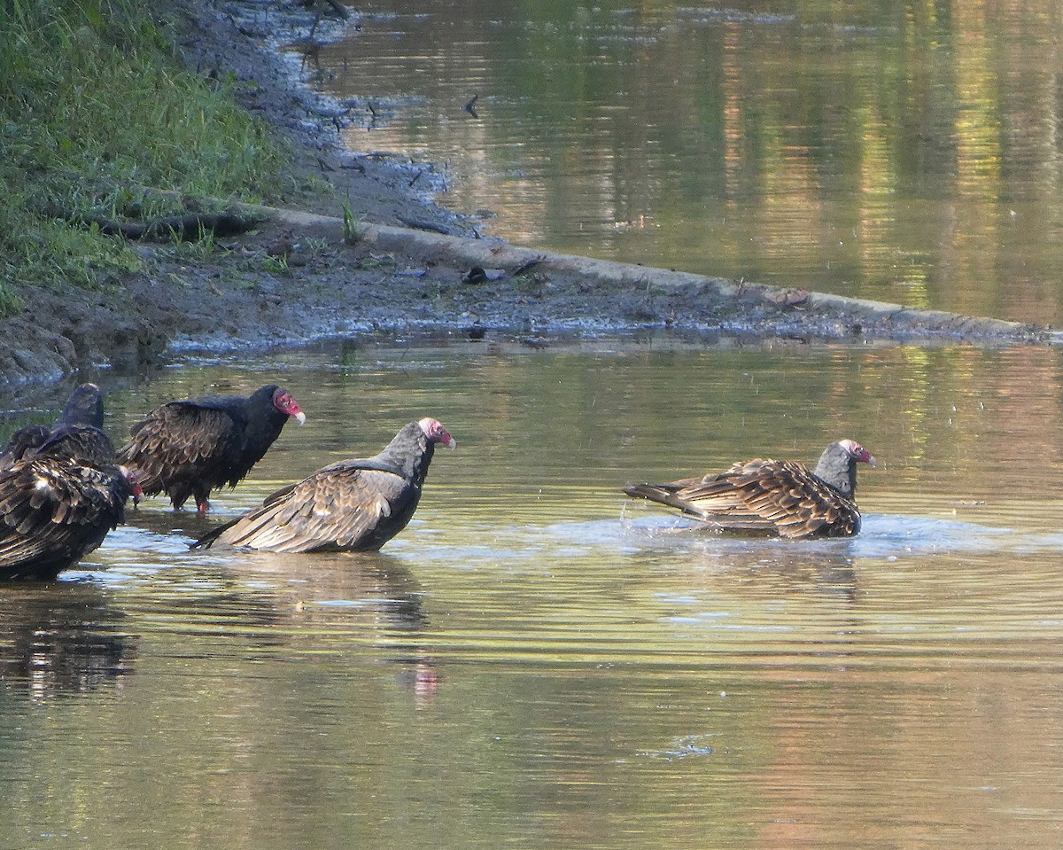 Turkey Vulture - ML642613502