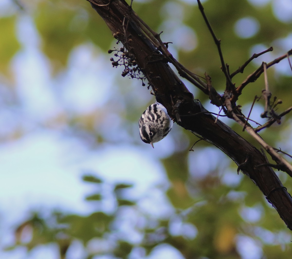 Black-and-white Warbler - ML642613505