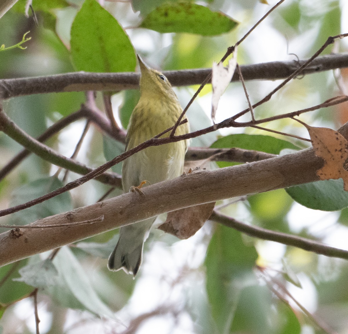 Blackpoll Warbler - ML642613506