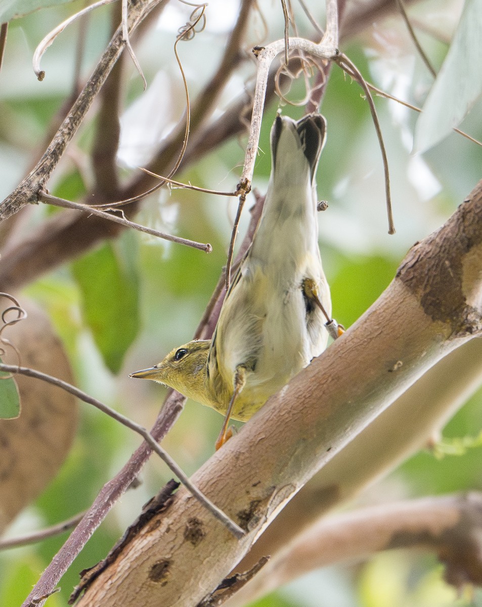 Blackpoll Warbler - ML642613507