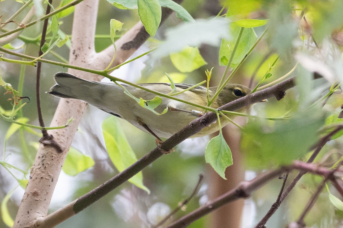 Blackpoll Warbler - ML642613508