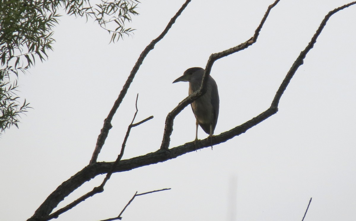Black-crowned Night Heron - ML642613509