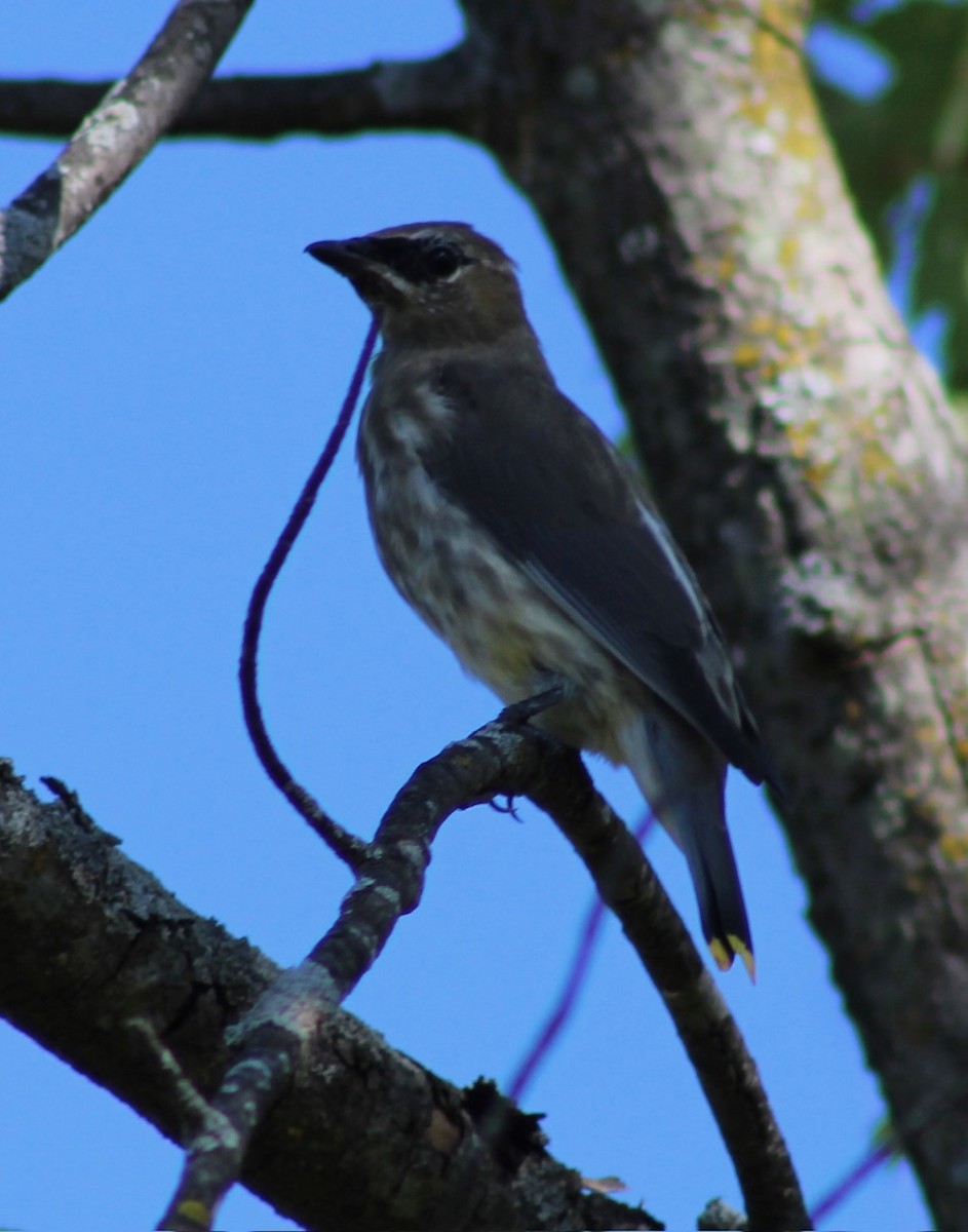 Cedar Waxwing - ML642613512