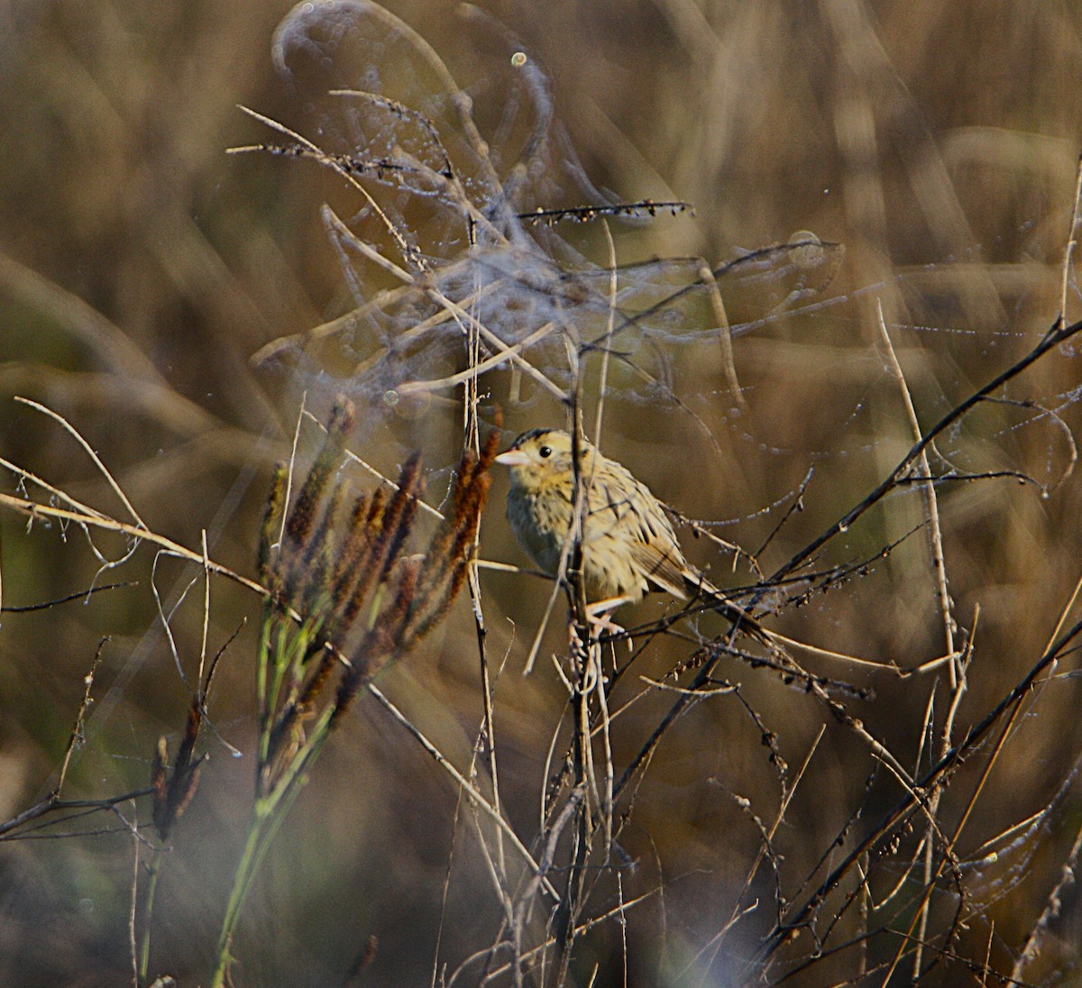 LeConte's Sparrow - ML642613518