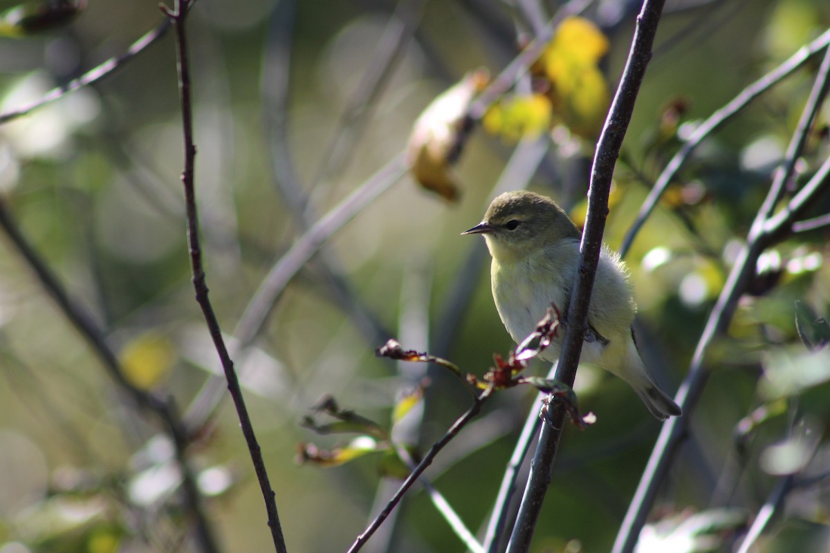 Tennessee Warbler - ML642613524