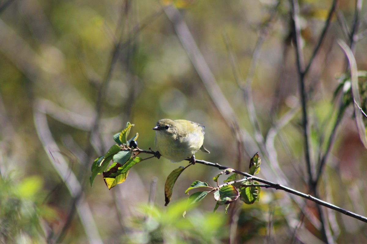 Tennessee Warbler - ML642613525